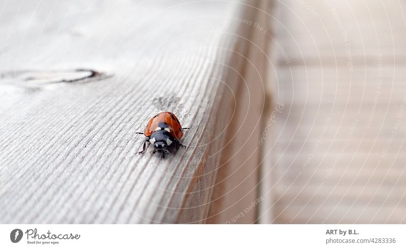 on the wrong track Beetle off wooden rail Wood Ladybird Animal Insect search questing Going Corridor