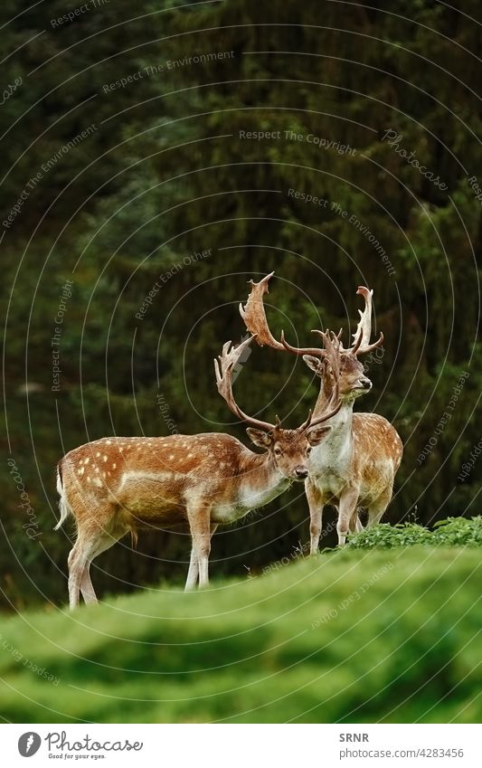 Deers near the Forest forest wood margin forest edge woodland animal antler antlers artiodactyl axis axis axis deer cervidae cervus elaphus cleft-footed