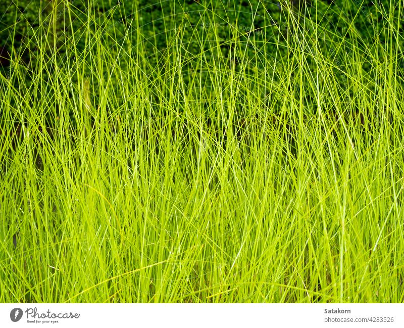 Lighting on Grass blade in wind at night grass nature green dark texture plant season color pattern background yellow natural light leaf outdoor concrete