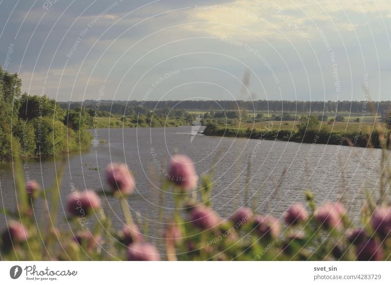 A bend of the river in green meadows under a cloudy sunlit sky. Fuzzy pink clover flowers in the foreground. Focus on the distance. Summer natural landscape with a river in the middle of meadows.