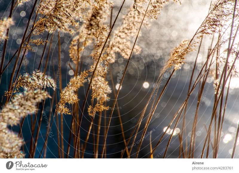 of the pond gold and silver shine Pond reed light reflexes Aquatic plant Lake Reflection Light splendour sparkle Glittering bokeh Gold Silver Luster Common Reed