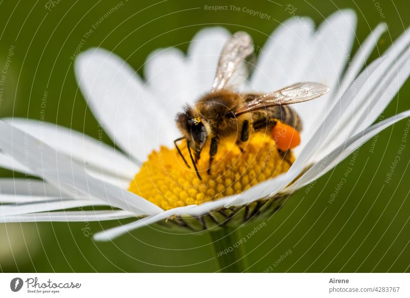 because every bee is valuable Bee Flower Diligent Marguerite naturally Crawl To enjoy Accumulate Joie de vivre (Vitality) Sustainability Fragrance Pollen Plant