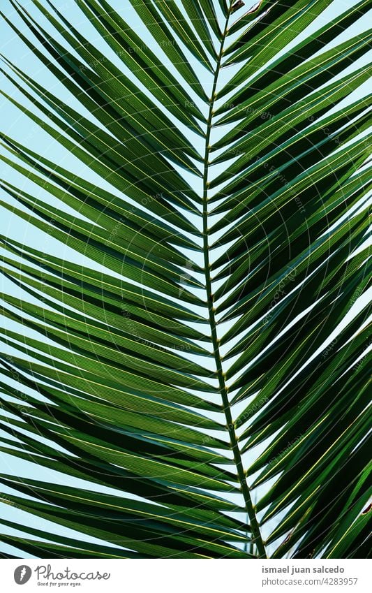 green palm tree leaf in spring season branches plant leaves nature tropical textured background springtime Abstract Plant Summer Exotic Day Colour photo