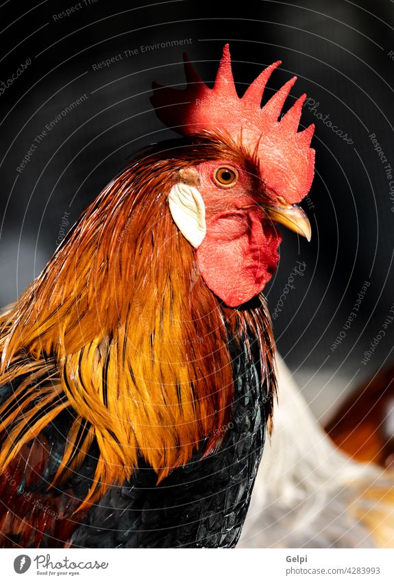Portrait of a beautiful wild rooster feather animal cockscomb chicken red farm poultry nature agriculture beak fowl rural farming head cockerel hen domestic