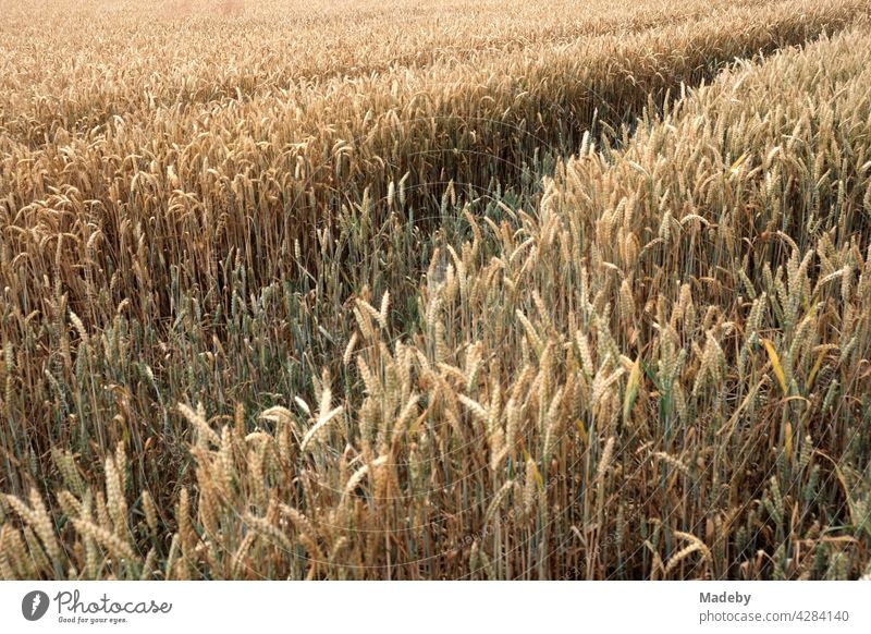 Aisles in a grain field in summer sunshine in Oerlinghausen near Bielefeld in the Teutoburg Forest in East Westphalia-Lippe Wheat Grain Field Harvest