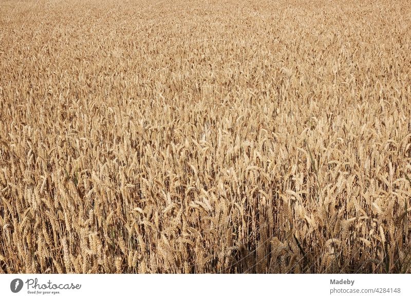 Large grain field in rich beige in summer sunshine in Oerlinghausen near Bielefeld in the Teutoburg Forest in East Westphalia-Lippe Wheat Grain Wheatfield
