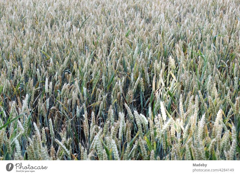 The ears of wheat on a green grain field in summer in Oerlinghausen near Bielefeld in the Teutoburg Forest in East Westphalia-Lippe Wheat Grain Wheatfield