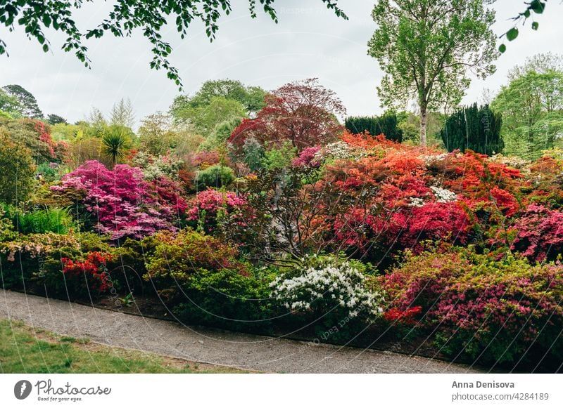 Beautiful Garden with blooming trees during spring time park garden bondant wales laburnum arch springtime rhododendron plant flower cunningham nature