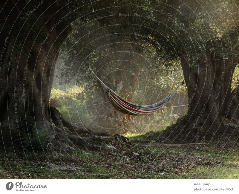 Beautiful to fool around with. Harmonious Well-being Contentment Relaxation Calm Reading Tree Olive tree Park Greece Corfu Hammock Hang Lie To swing Sleep Green