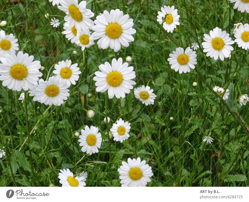 wild daisies Flower meadow blossoms Wild marguerites Garden Nature bee-friendly White Yellow Green flowers