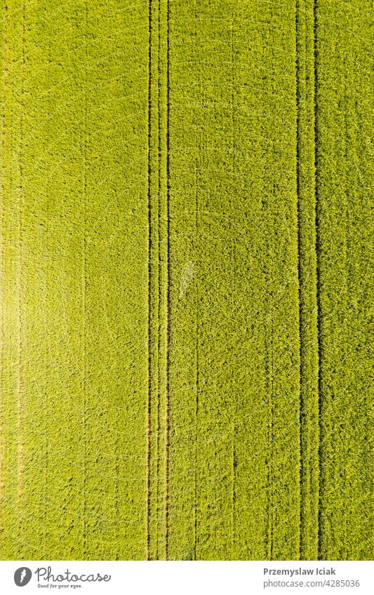 Green field in rural area. Landscape of agricultural cereal fields. aerial food cultivation young ploughing pattern farming summer texture nature sun spring