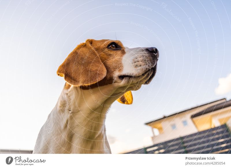 Dog portrait back lit background. Beagle with tongue out in grass during sunset in fields countryside. backyard beagle standing dog summer nature face eye