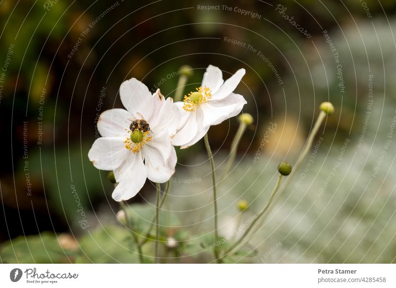White flower with bee Blossom Bee Honey bee Animal Insect Flower Nature Plant Diligent Blossoming Sprinkle Farm animal Exterior shot Deserted nobody