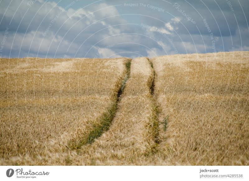 in the cornfield Landscape Clouds Sky Wheatfield Summer Rut Authentic Long Warmth Symmetry Lanes & trails Panorama (View) Agriculture Ecological Grain field