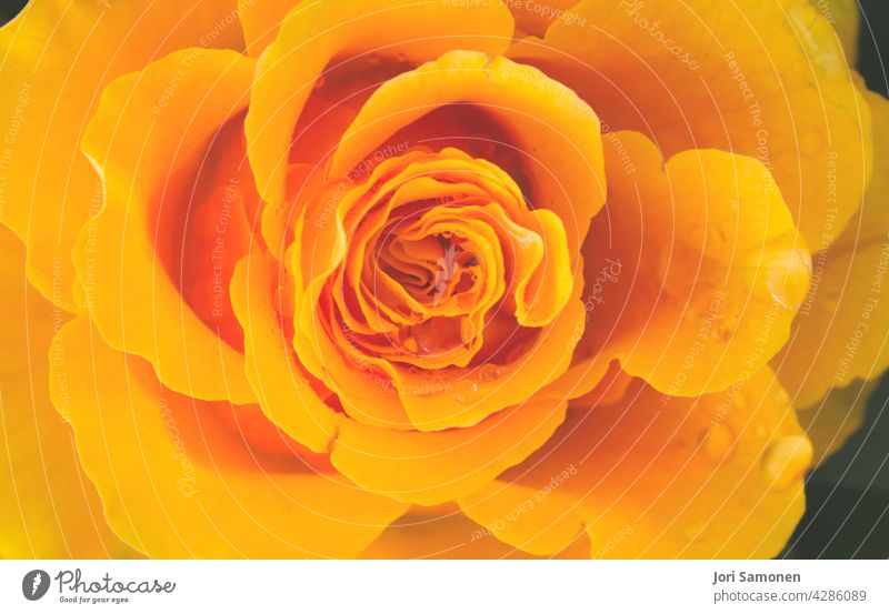 Close-up of a yellow rose after the rain. Flower Rose Yellow droplets petals natural light Exterior shot Plant Blossom Colour photo Rose blossom Beautiful