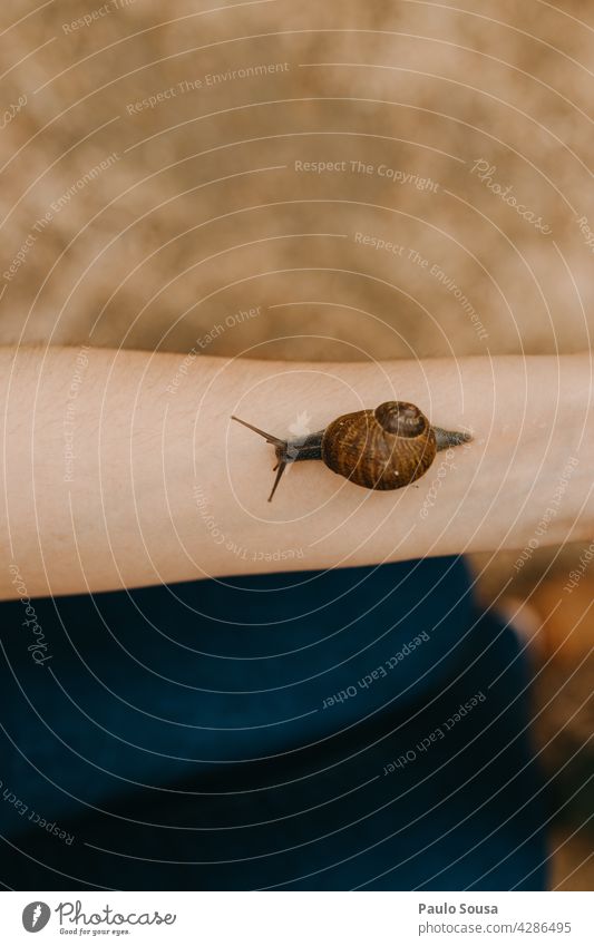 Snail crawling on woman arm Snail shell Arm Love of animals invertebrate Close-up Crawl Exterior shot Colour photo Shallow depth of field Day Animal portrait