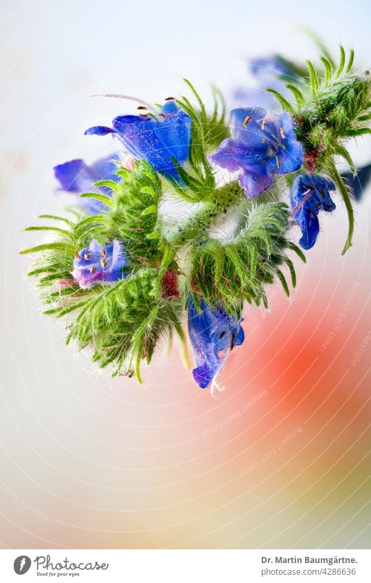 Viper's bugloss, Echium sp., inflorescence, upper part Echium vulgare Plant Flower blossom blossoms Blue wild flower Borage family Borraginaceae Indigenous