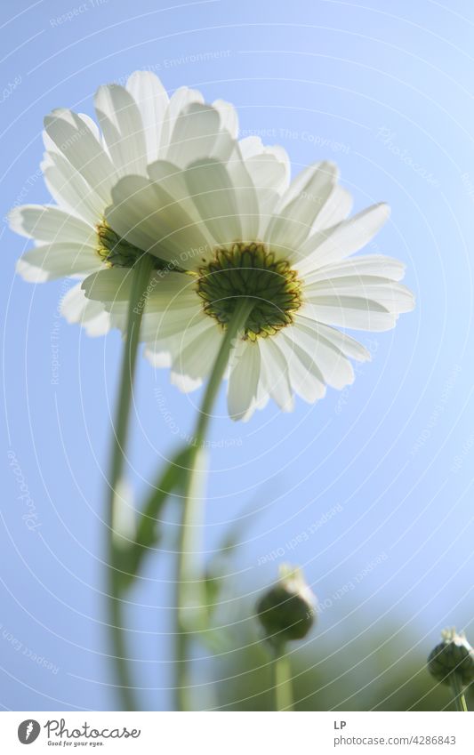 background of white daisies Sky Field Feminine Warmth Firm Hope Freedom Contrast Mysterious Dream Emotions calmness tranquil Senses Contentment Relaxation