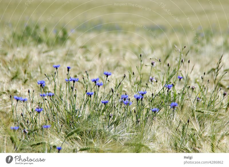 Blooming cornflowers in a barley field Cornfield Flower Blossom Grain Grain field Barley Barleyfield blossom wax Spring Landscape Nature Environment Agriculture