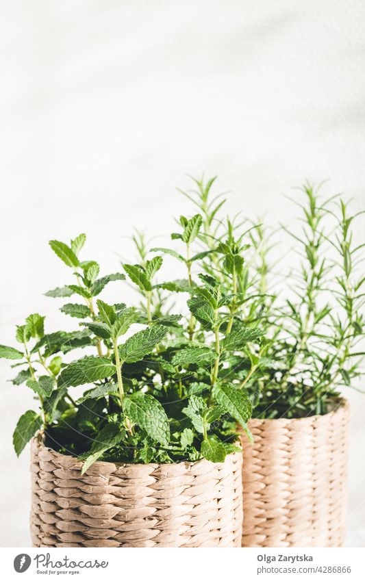 Mint and rosemary herbs in knitted pots. mint fresh green plant healthy organic natural table light white room for text peppermint moroccan houseplant indoor