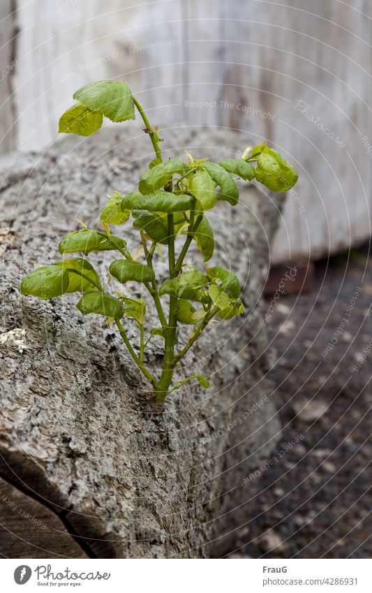 What comes, what stays | fresh sprout on old tree trunk Nature Tree Tree trunk Tree bark Old Wood scion kick Growth Green new life fresh green Plant