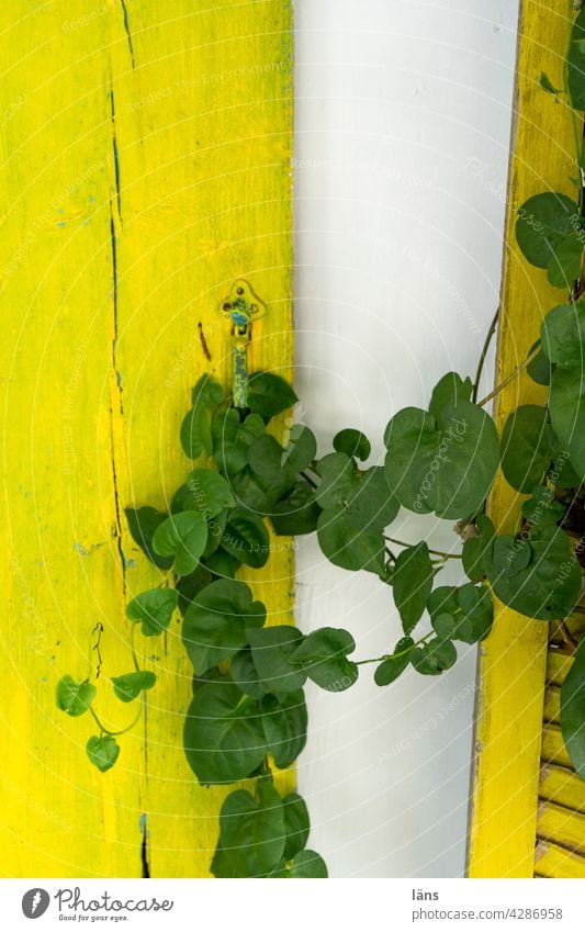 creeper Shutter vine Tendril Yellow Exterior shot Facade Deserted Building Wall (building) Colour photo Crete Old Day shutters Wall (barrier) tendrils
