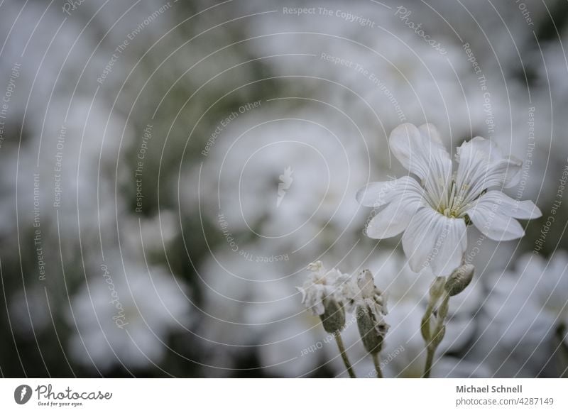 White flower white background white flowers white blossom Nature Blossom Spring Flower blurriness Blossoming Spring day come into bloom spring feeling Delicate