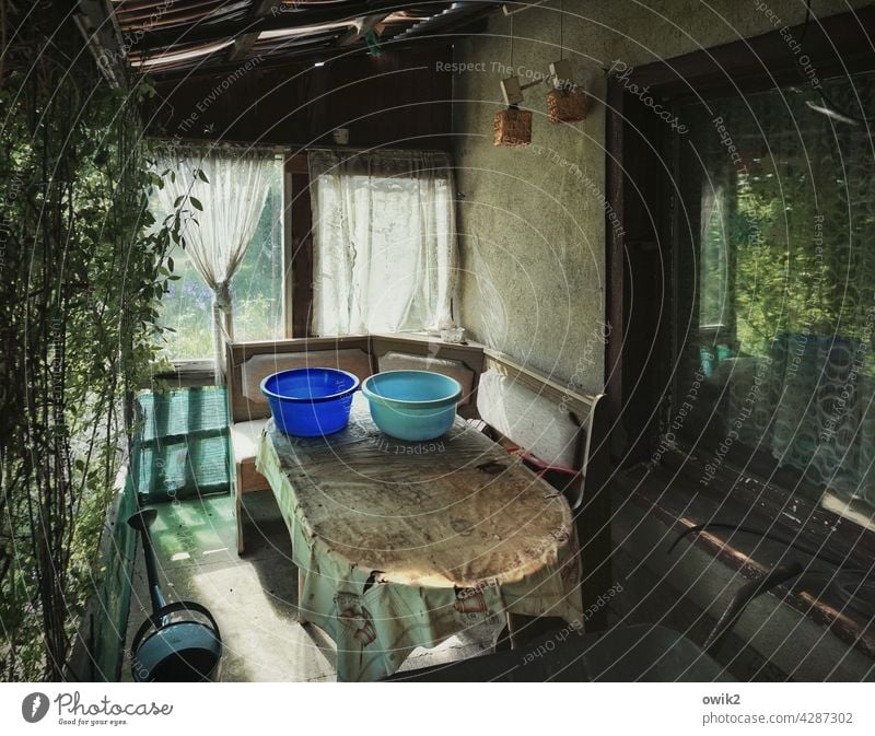 veranda Gardenhouse Private sphere Garden allotments Detail Muddled Contentment Growth Hut Window Bushes Rustic Deserted Colour photo Leisure and hobbies Idyll