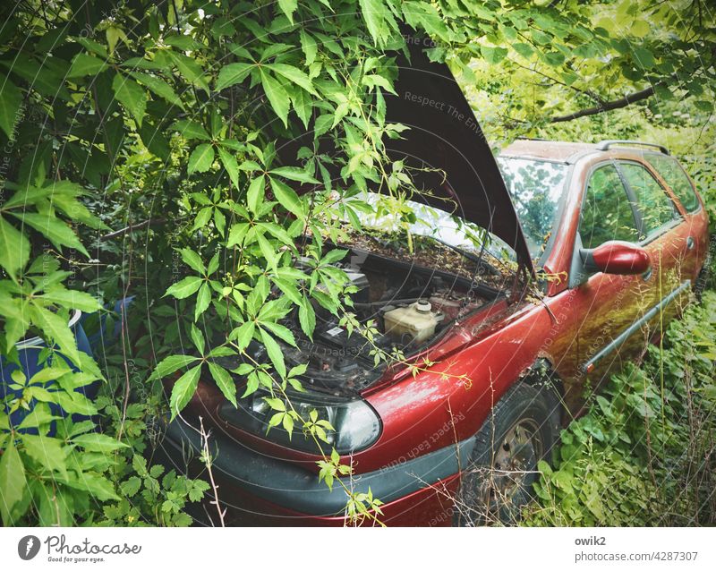 RENATURE Car Environment Nature Landscape Plant Twigs and branches Tree Exterior shot Deserted Idyll Forest Colour photo Bushes abandoned bequest Loneliness