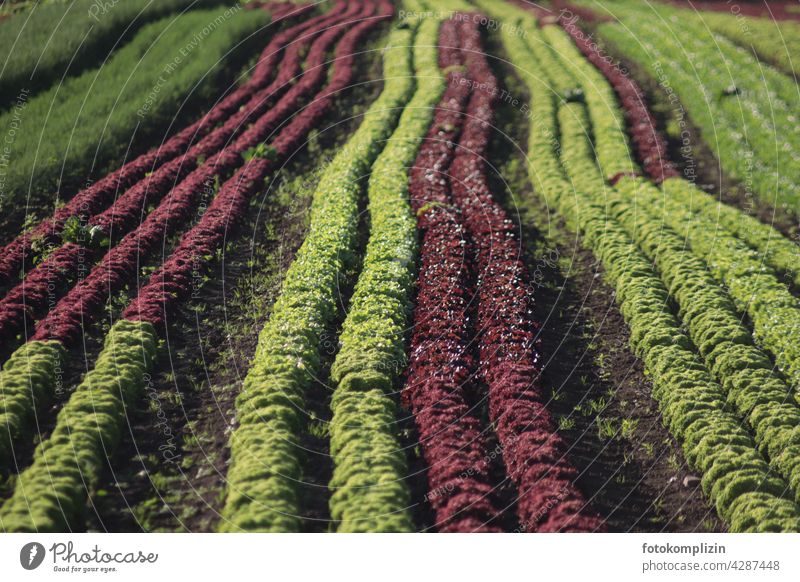 Lettuce row cultivation extension Field series Agriculture Vegetable Growth Healthy Fresh Harvest Lettuce heads vegetable gardening Lettuce Field
