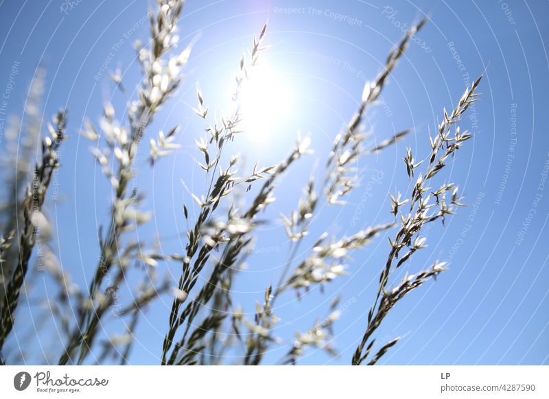 background of dry herbs against the blue sky and sun Sky Field Feminine Warmth Firm Hope Freedom Contrast Low-key Mysterious Dream Emotions calmness tranquil