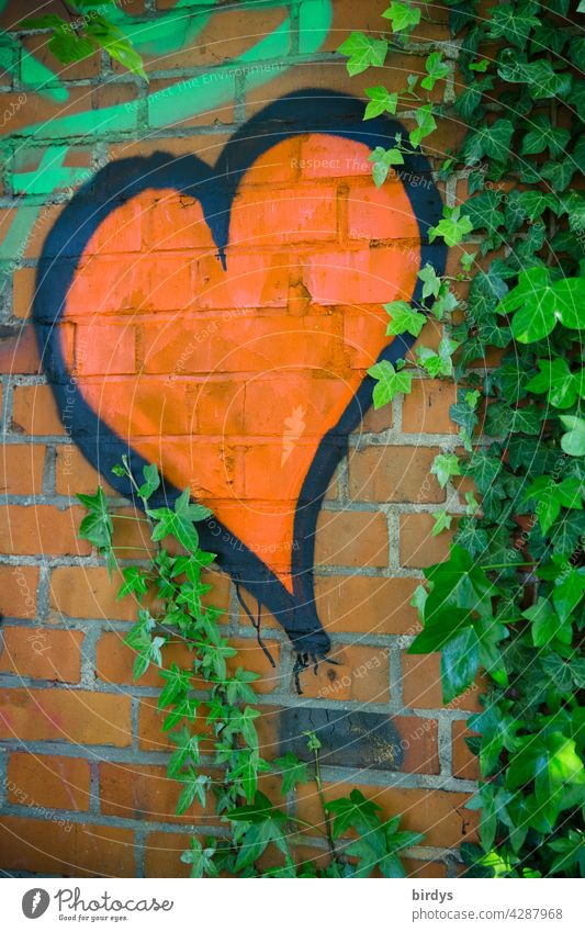 red heart on a brick wall surrounded by green ivy, graffiti Heart Graffiti Love Infatuation Ivy Romance Brick wall Wall (barrier) Happy Joie de vivre (Vitality)