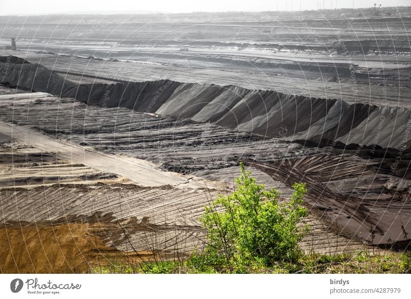 A green bush on the edge of a dreary grey open-cast lignite mine. Energy transition, lignite Soft coal mining Gloomy Climate change fossil energy sources
