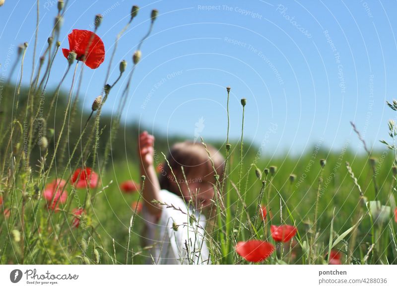 country life. a child walks past a field of wheat and poppies . Summer Toddler Field Country life Idyll Children's game Joy Agriculture blue hazel Nature