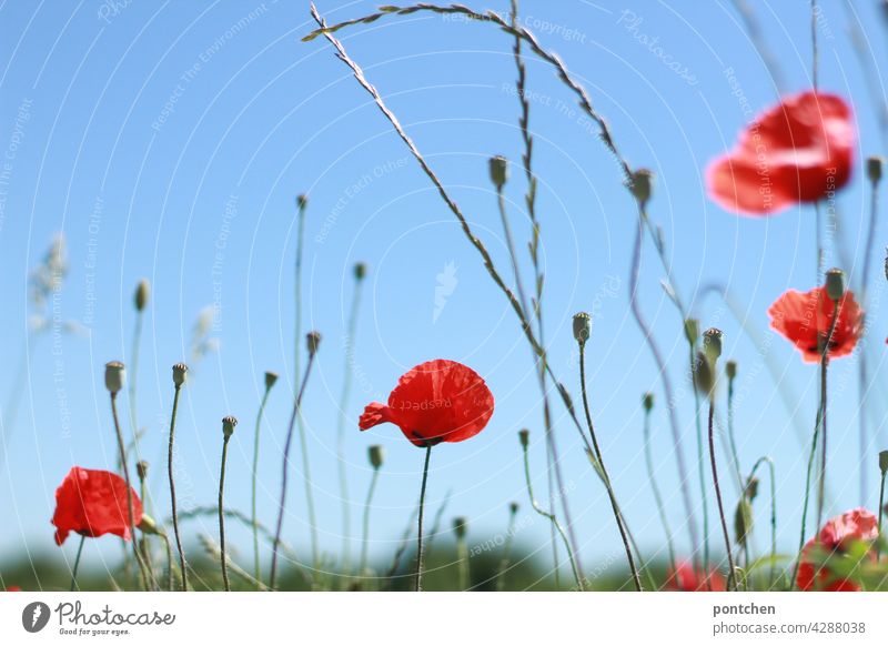 Poppies against a blue sky. Summer poppies Blue sky Nature Red Blossom Plant Poppy blossom Landscape Environment Deserted