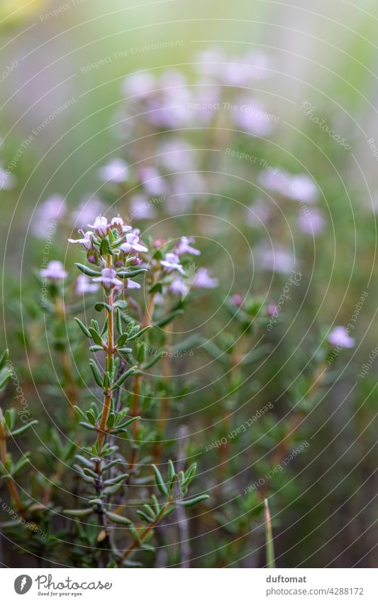 Flowering thyme, shallow depth of field plant Fresh Herbs and spices herbaceous Thyme Rosemary Blossoming Green Food Healthy Raw season Ingredients Italian Diet