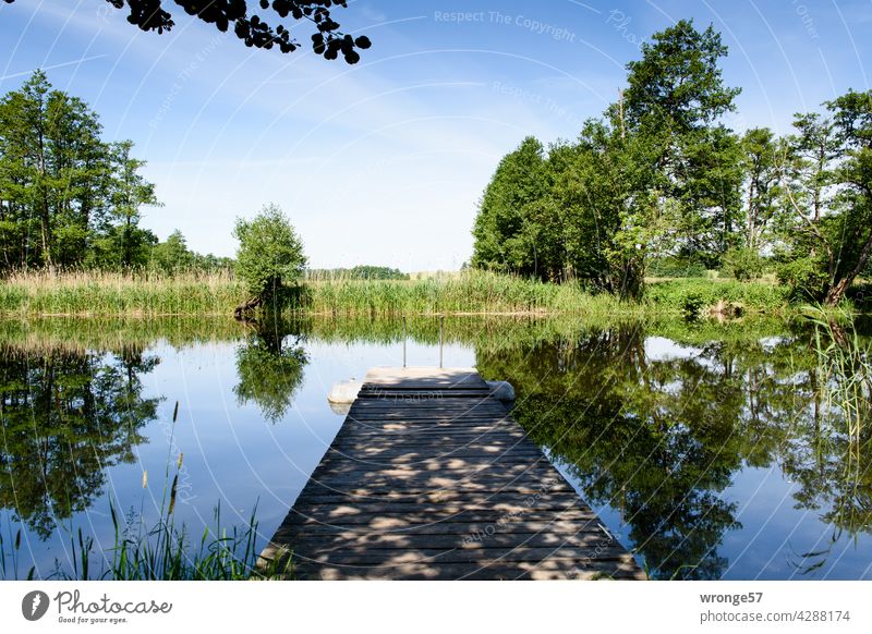 Shore of the Warnow with wooden jetty and light shadow pattern, as well as trees reflected in the water, reeds and blue summer sky Warnov River Footbridge bank