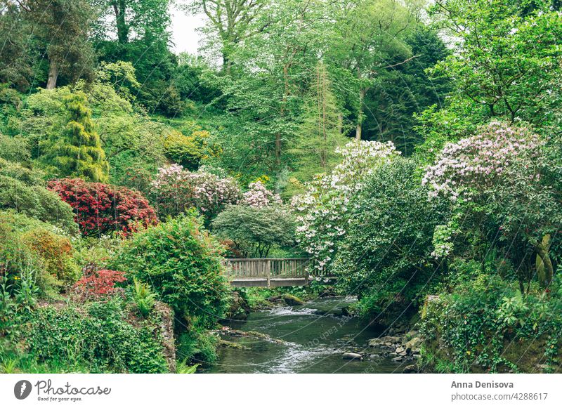Beautiful Garden with blooming trees during spring time park garden bondant wales laburnum arch springtime rhododendron plant flower cunningham nature