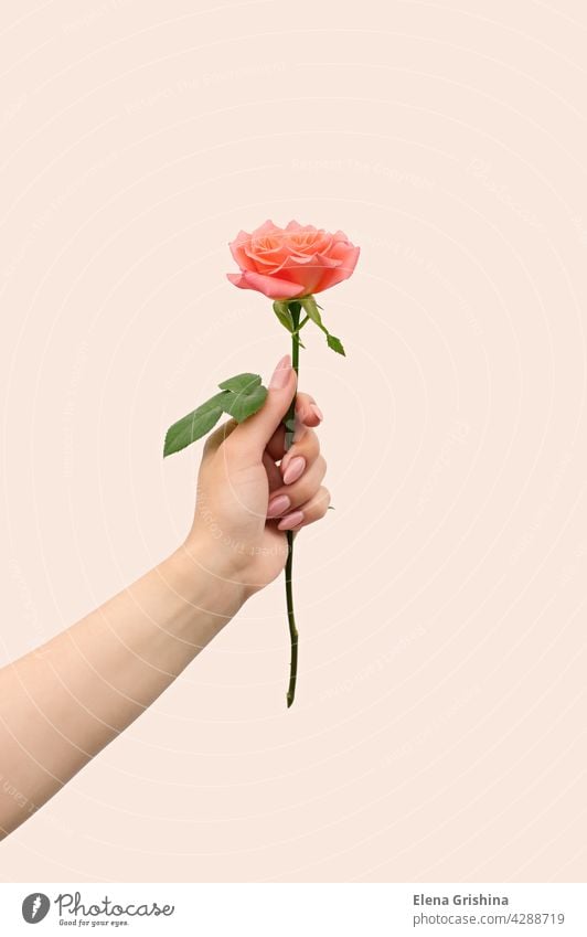 A woman's hand holds one blooming pink rose. background romance vertical manicure young tender love flower gift minimal beautiful beauty female romantic finger