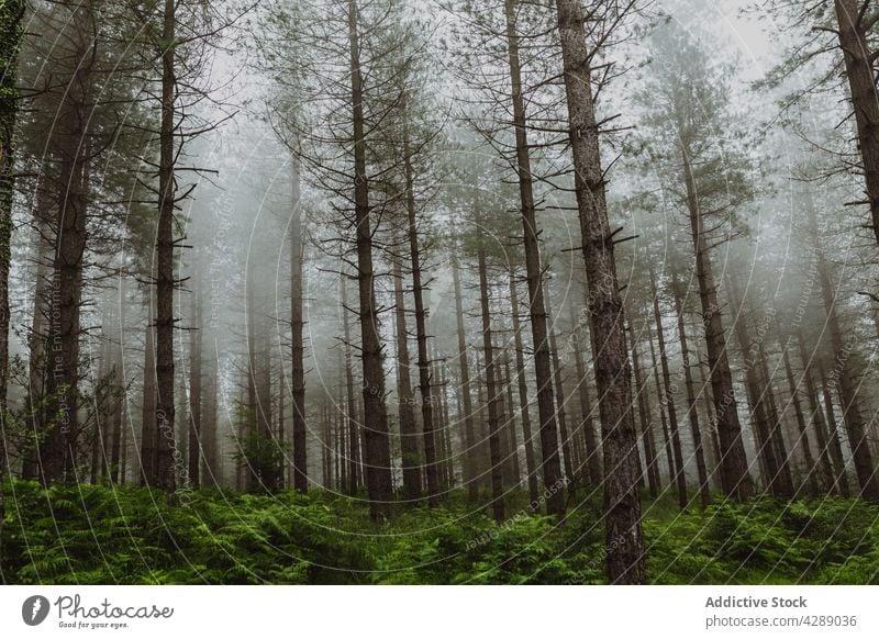 Tall trees with misty background forest landscape nature woodland dense green ecology park brown outdoor air branches foggy forest natural leaf woods weather