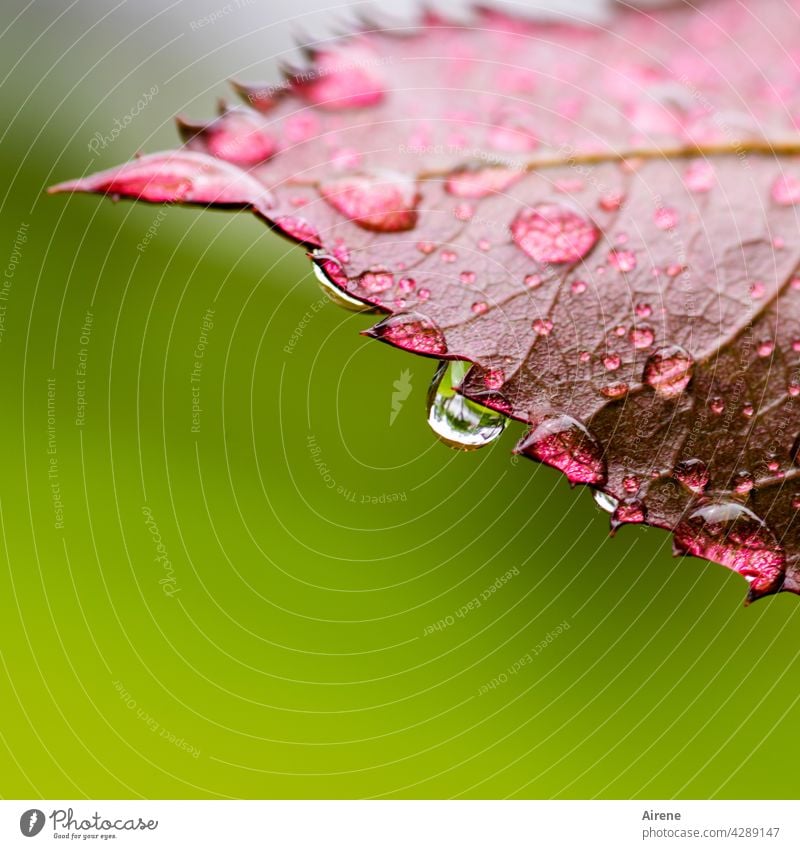 Cooling water on saw blade Leaf Drops of water Rain Fresh Wet Green naturally Glittering Water Red Garden Pure Illuminate Esthetic Prongs Grief To fall