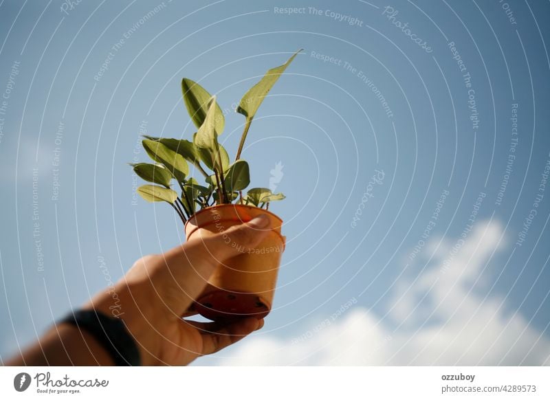 hand holding potted plant growth green leaf nature background floral closeup fresh garden natural houseplant flower environment finger growing showing