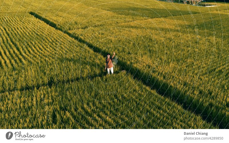 Boy In The Paddy Paddy field paddy Exterior shot Green Vacation & Travel Landscape boy asian aerial photo aerial photography aerial view Aerial photograph Drone