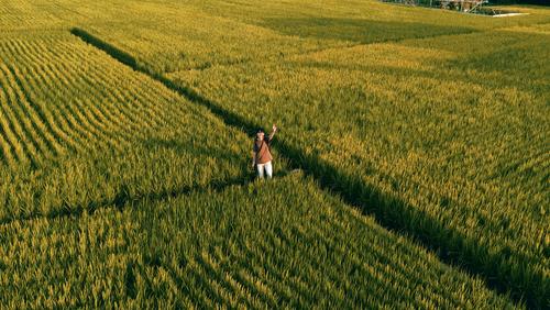 Boy In The Paddy Paddy field paddy Exterior shot Green Vacation & Travel Landscape boy asian aerial photo aerial photography aerial view Aerial photograph Drone