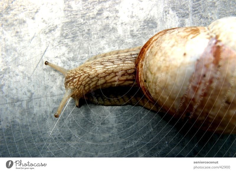 Gary Snail shell Mucus Feeler Reptiles Macro (Extreme close-up)