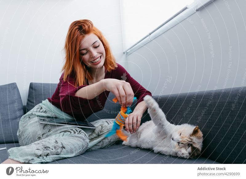 Smiling woman playing with cute cat on sofa in house toy feline animal pet smile pastime home having fun charming enjoy couch cheerful spare time content glad