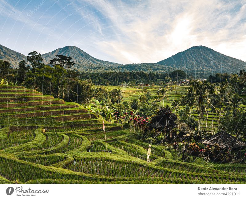 View on rice fields, rice terrace in Jatiluwih Bali Indonesia bali jatiluwih indonesia nature summer peace ecofriendly beautiful travel mother nature greens