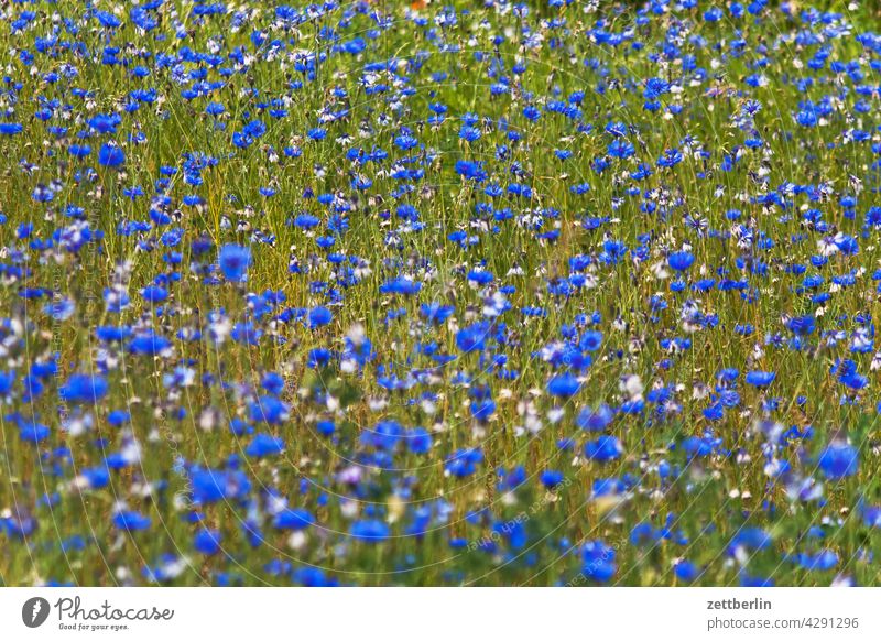 Meadow with cornflowers acre Blue Blue flower Flower Field spring Spring Cornflower clearing Nature Romance romantic Summer Growth Wild wild meadow