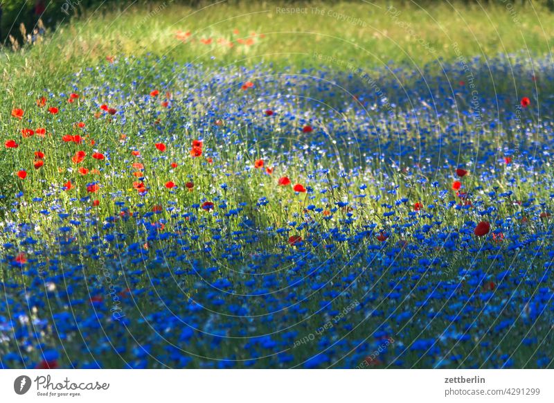 Meadow with cornflowers and poppies acre Blue Blue flower Flower Field spring Spring Cornflower clearing Nature Romance romantic Summer Growth Wild wild meadow