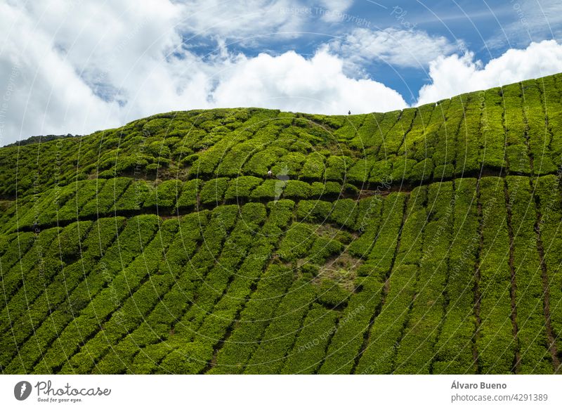 Tea crops, among the hills of Cameron Highlands, green landscapes modified by the hand of man in the area of Tanah Rata, Malaysia Tanah Tinggi Cameron tea